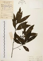 藏品(山胡椒)的圖片