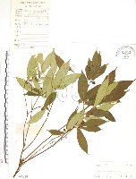 藏品(天仙果、臺灣榕)的圖片