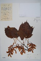 藏品(青榨槭)的圖片