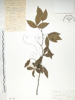 藏品(飛龍掌血)的圖片