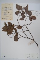 藏品(紫槭)的圖片