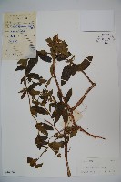 藏品(忍冬、金銀花)的圖片