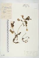 藏品(石板菜)的圖片