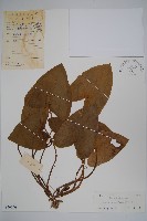 藏品(祁陽細辛)的圖片