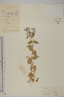 藏品(牛繁縷)的圖片