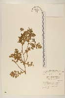 藏品(線球菊、田基黃)的圖片