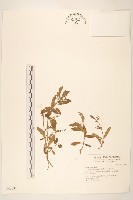 藏品(蟛蜞菊)的圖片