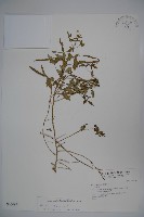 藏品(平伏莖白花菜、成功白花菜)的圖片