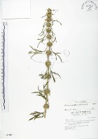 藏品(益母草)的圖片