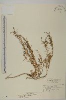 藏品(裸花鹼蓬)的圖片