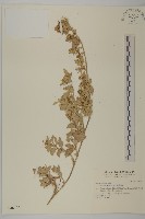 藏品(臺灣濱藜)的圖片