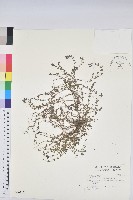 藏品(伏生大戟)的圖片