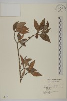 藏品(福建賽衛矛、福建假衛矛)的圖片