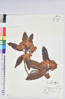 藏品(森氏杜鵑、森氏滿江紅)的圖片