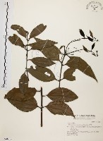 藏品(土肉桂)的圖片