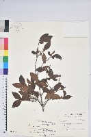 藏品(南澳杜鵑)的圖片