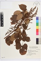 藏品(南川升麻)的圖片