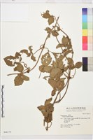 藏品(莓葉鐵線蓮)的圖片