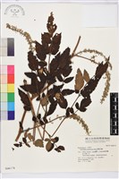 藏品(雲南升麻)的圖片