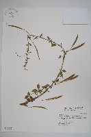 藏品(平伏莖白花菜、成功白花菜)的圖片