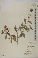 藏品(黃金珠)的圖片