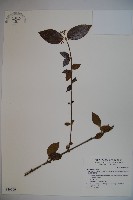 藏品(長橢圓葉莢迷)的圖片