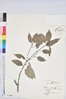 藏品(圓果青剛櫟)的圖片