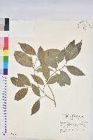 藏品(交力坪鐵色)的圖片