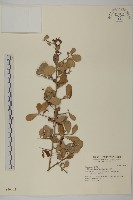 藏品(北仲, 刺裸實)的圖片