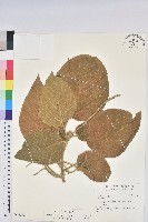 藏品(屏東鐵莧)的圖片