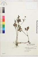 藏品(水辣菜、禺毛茛)的圖片