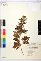 藏品(臺灣烏頭)的圖片