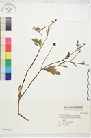 藏品(水辣菜、禺毛茛)的圖片