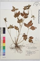 藏品(辣子草、揚子毛茛)的圖片