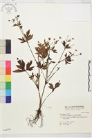 藏品(水辣菜、禺毛茛)的圖片