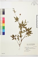 藏品(水辣菜、禺毛茛)的圖片