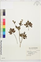 藏品(水辣菜、禺毛茛)的圖片