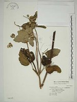 藏品(小白頭翁、野棉花)的圖片