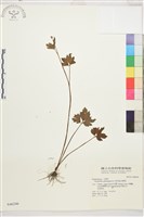 藏品(水辣菜、禺毛茛)的圖片