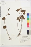 藏品(水辣菜、禺毛茛)的圖片