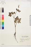 藏品(水辣菜、禺毛茛)的圖片