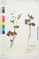 藏品(水辣菜、禺毛茛)的圖片