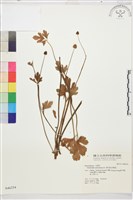 藏品(水辣菜、禺毛茛)的圖片