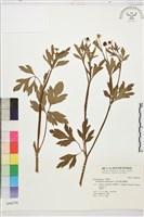 藏品(水辣菜、禺毛茛)的圖片