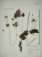 藏品(小白頭翁、野棉花)的圖片