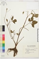 藏品(水辣菜、禺毛茛)的圖片