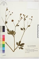 藏品(水辣菜、禺毛茛)的圖片