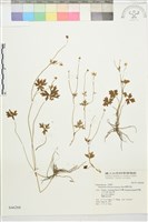 藏品(蓬萊毛茛)的圖片