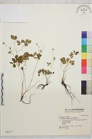 藏品(南湖唐松草)的圖片