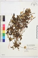 藏品(繡球藤)的圖片